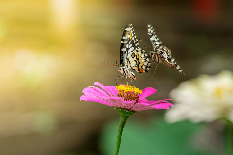 Close-up of butterfly pollinating on pink flower