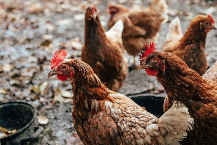 Chicken in their muddy yard. hen, rooster, farm animals.