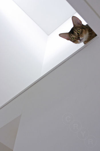 Low angle view of cats