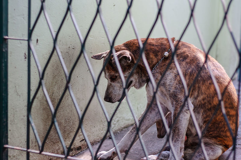 View of dog seen through chainlink fence
