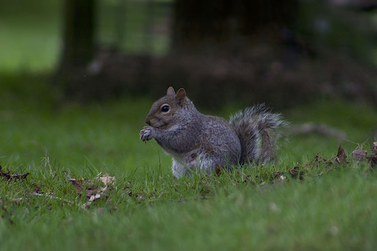 Close-up of squirrel eating grass on field