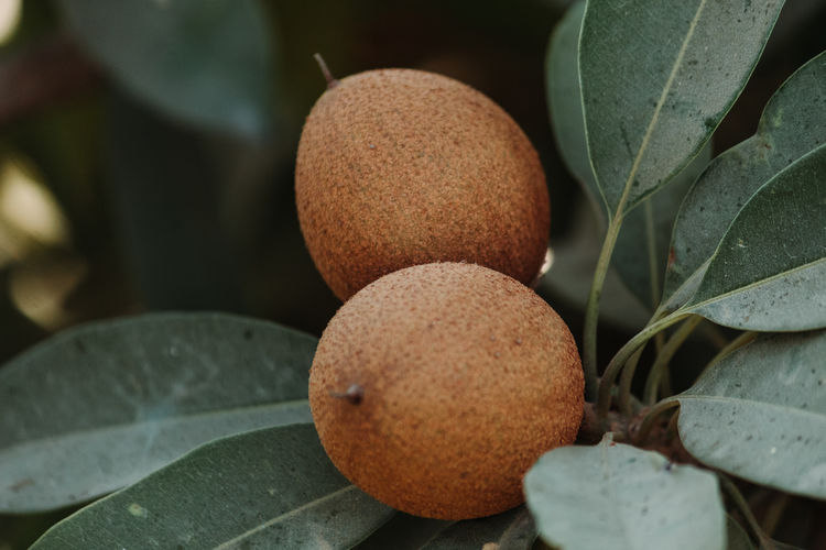 Close-up of fruits and leaves