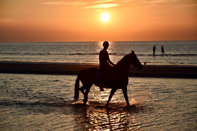 Silhouette man riding horse at beach during sunset