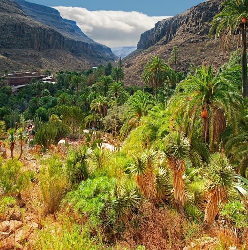 Plants growing on land against mountains