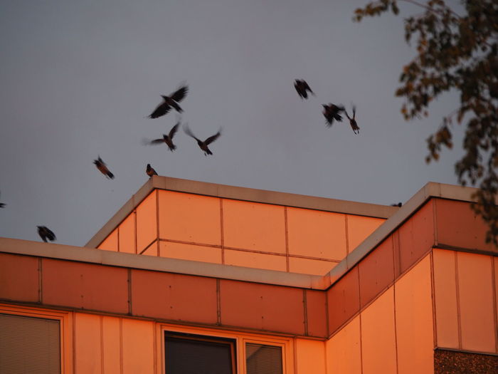 Low angle view of birds flying in building