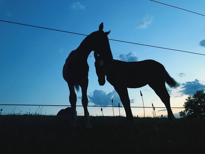Low angle view of silhouette horse on field against sky