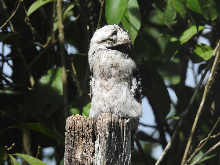 Bird perching on wooden post