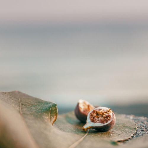 Wild Passion Fruit Abkhazia Beauty In Nature Close-up Day Freshness Leaf Leaf Vein Nature No People Outdoors Passion Fruit Passionfruit Sea Shore Seashore Selective Focus Suhum Sukhumi Summer Sunset Wild Figs