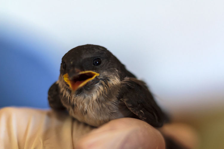 Close-up of hand holding baby swallow bird