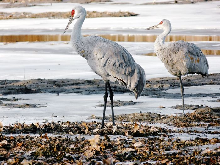 Sandhill cranes at lakeshore during winter