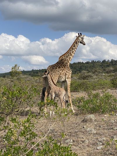 Mother giraffe with baby giraffe