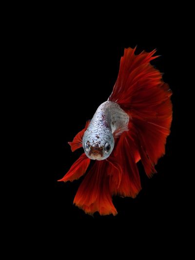 Close-up of siamese fighting fish against black background