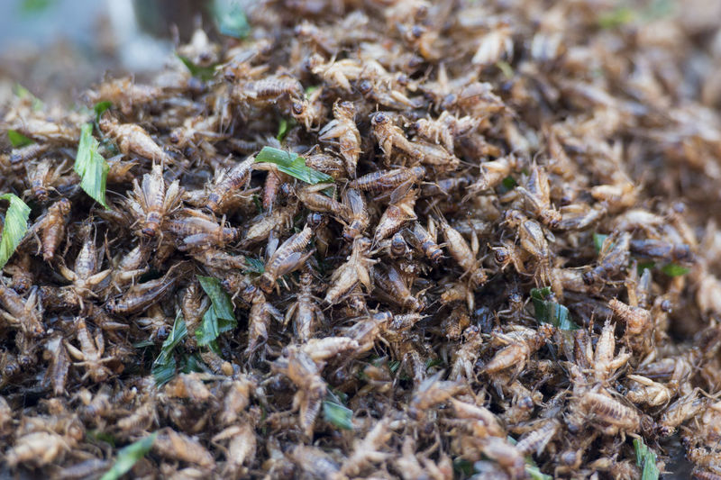 Full frame shot of dried grasshoppers 