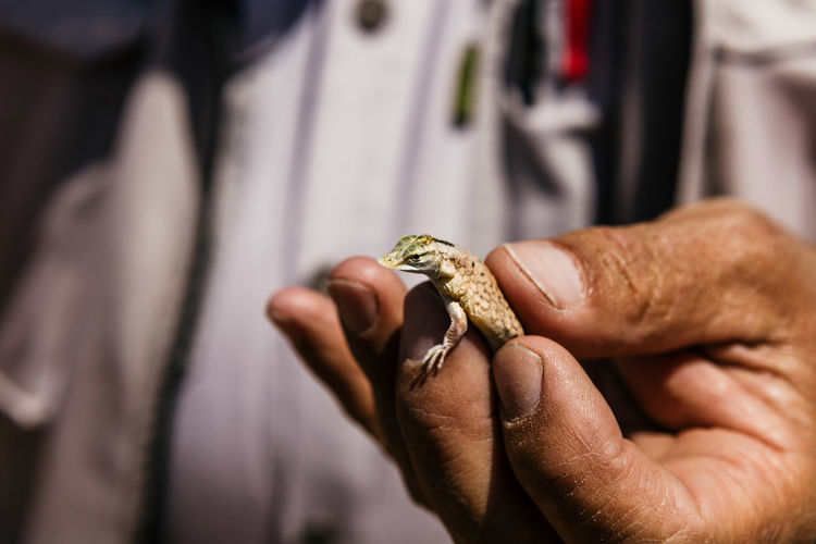 Midsection of person holding lizard