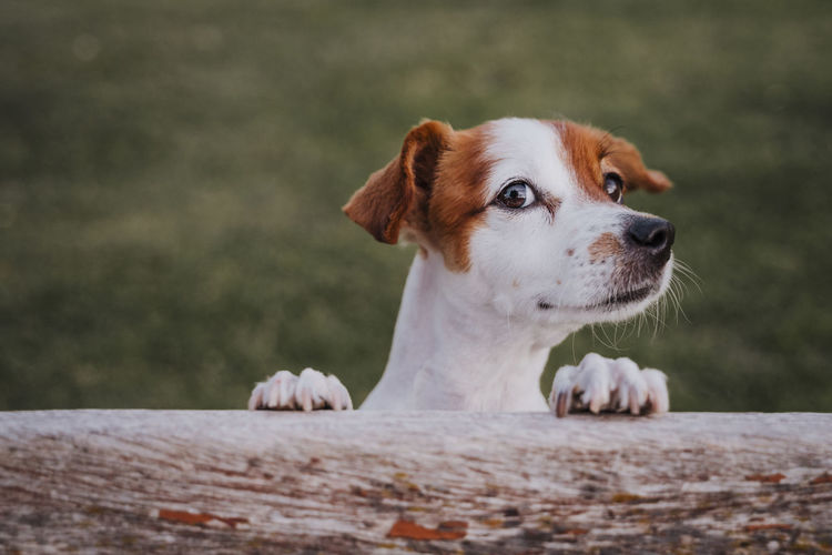 Close-up of dog looking away