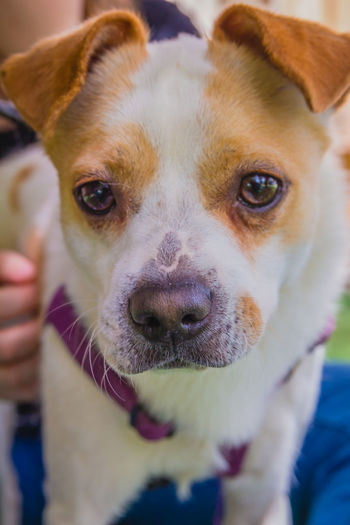 Close-up portrait of dog holding camera