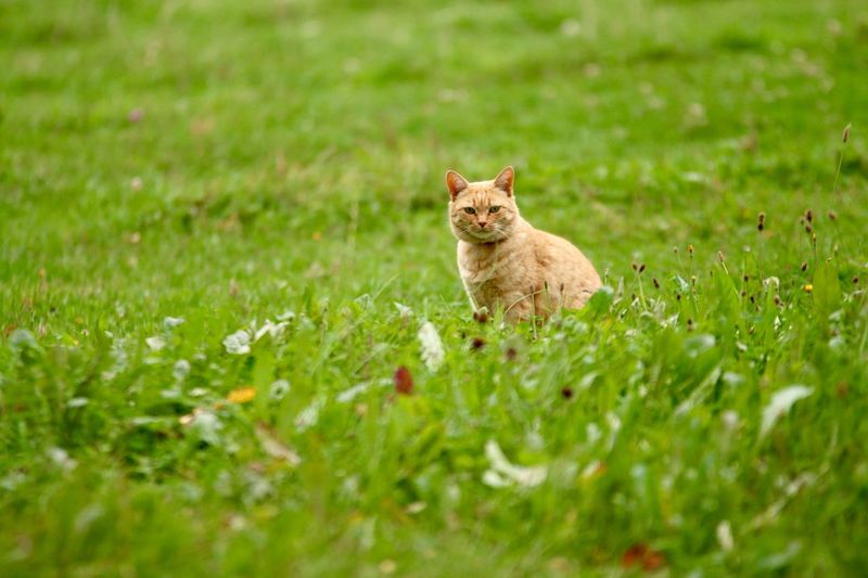 Portrait of cat on grass field