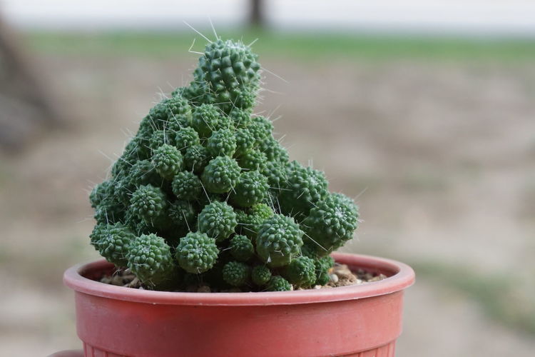 Close-up of succulent plant in pot