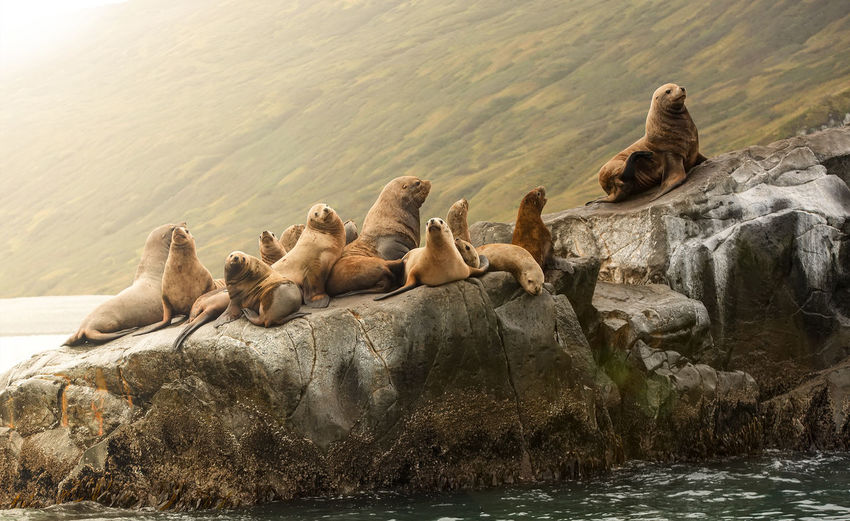 The rookery steller sea lions. island in pacific ocean near kamchatka peninsula.