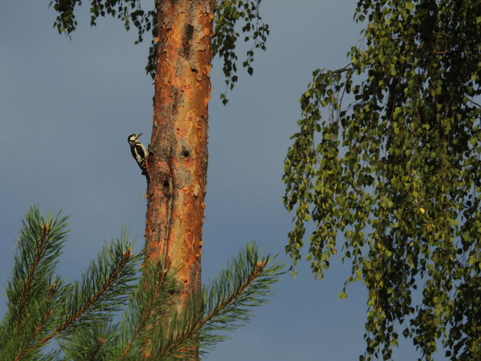 View of woodpecker on tree