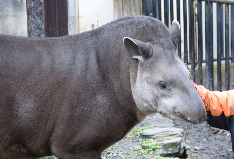 Close up of brazilian tapir