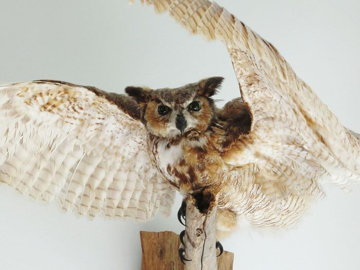 Owl taxidermy on white wall