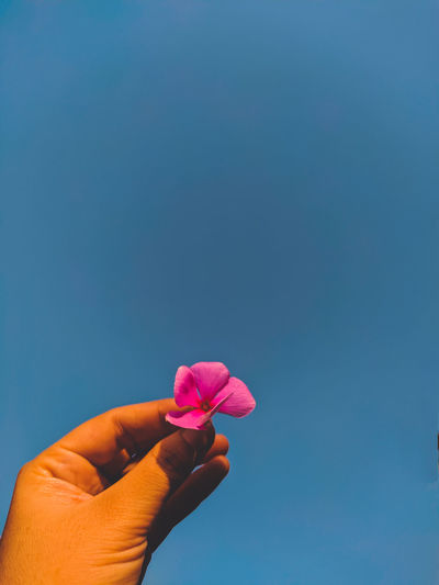Hand holding pink flower against blue sky
