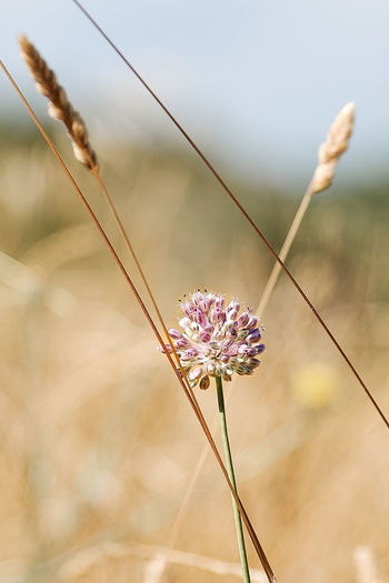 Close-up of flowering plant on field against blurred background
