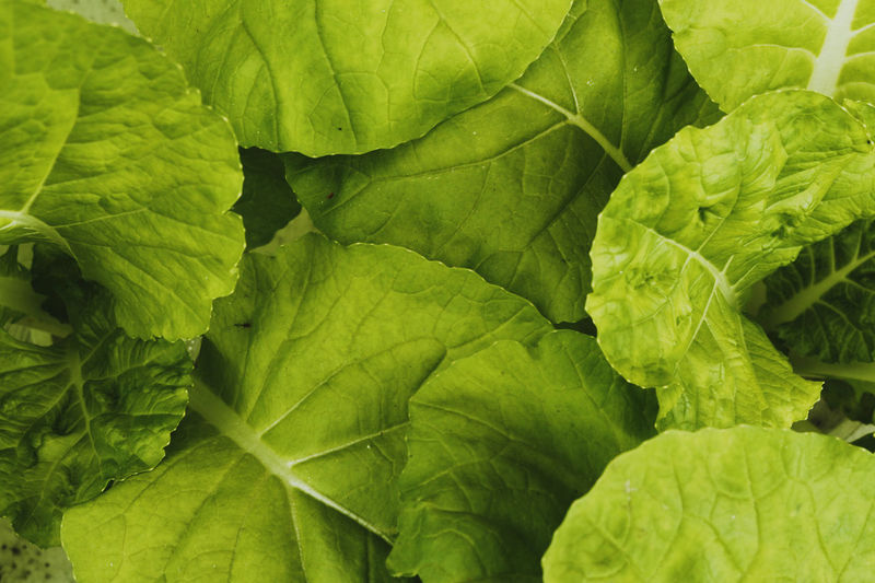 Full frame shot of green leaves