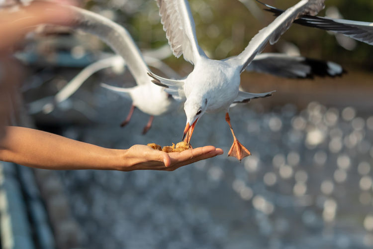 Cropped hand of woman feeding seagull outdoors