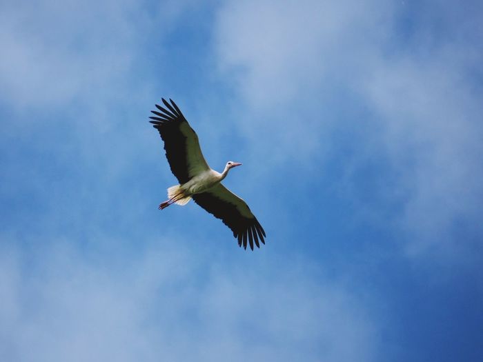 Low angle view of bird flying against sky
