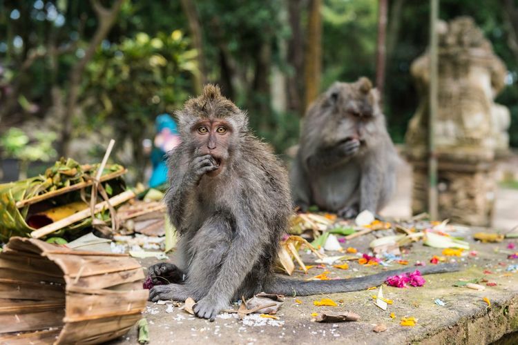 Two monkey eating rice in the monkey forest. ubud, bali, indonesia. 