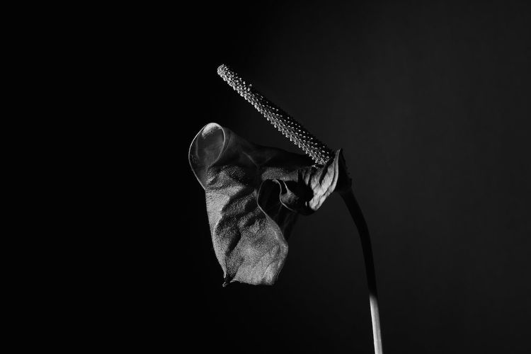 Anthurium growing on black background