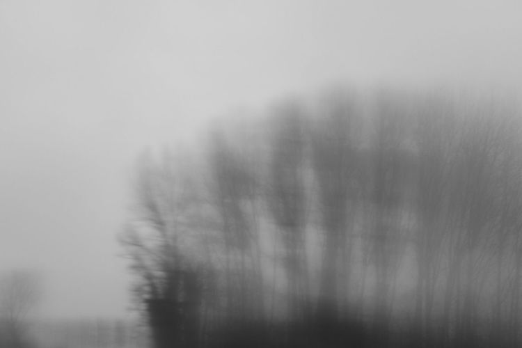 View of bare trees in foggy weather