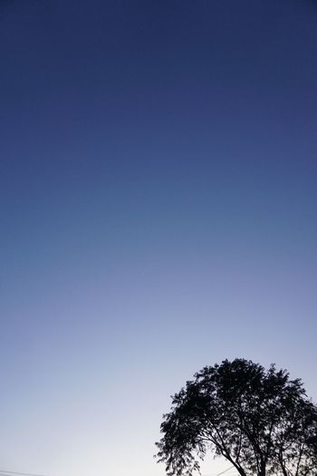 Low angle view of silhouette trees against clear blue sky