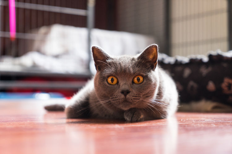 British shorthair cat, mother, lying on the floor looking at the camera