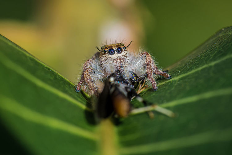 Close up a jumping spider on green leaf in morning.