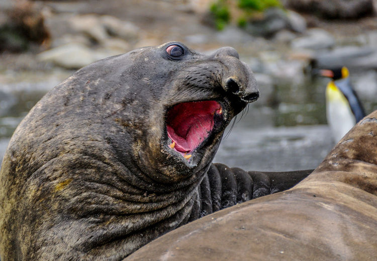 Close-up of seal with open mouth
