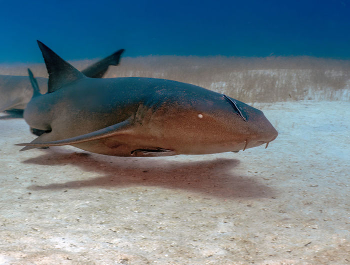Close-up of fish swimming in sea