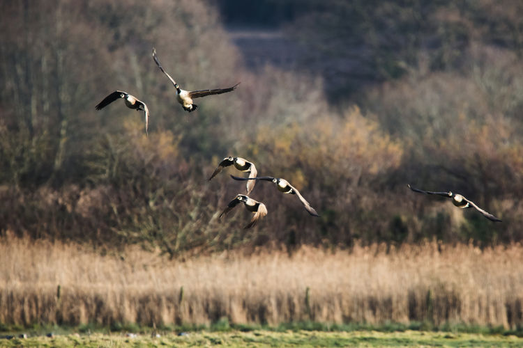 Canada geese, canada goose, branta canadensis in flight in the environment