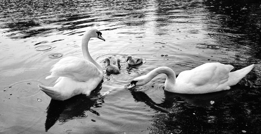 Mute swans and cygnets swimming on lake during rain