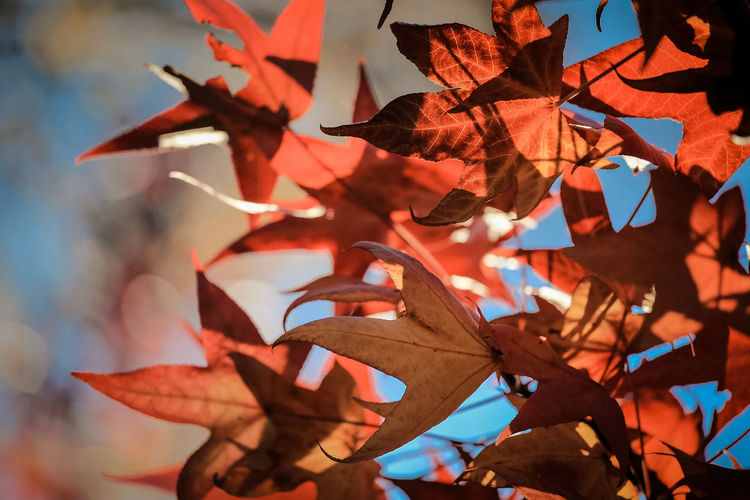 Low angle view of maple tree during autumn