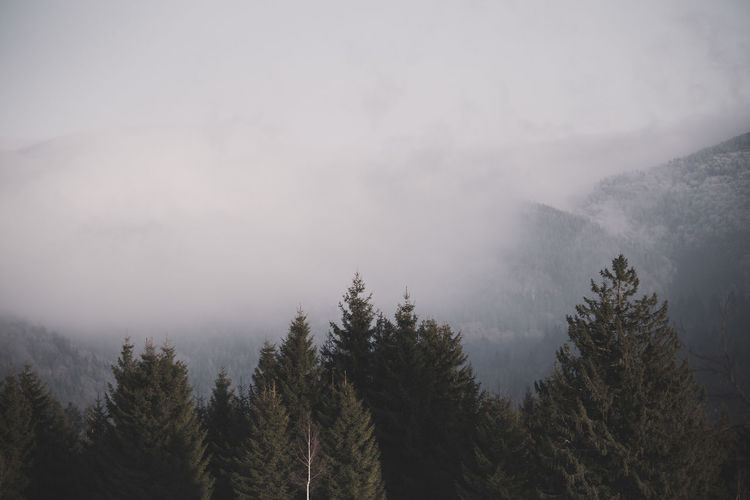 Pine trees on mountain