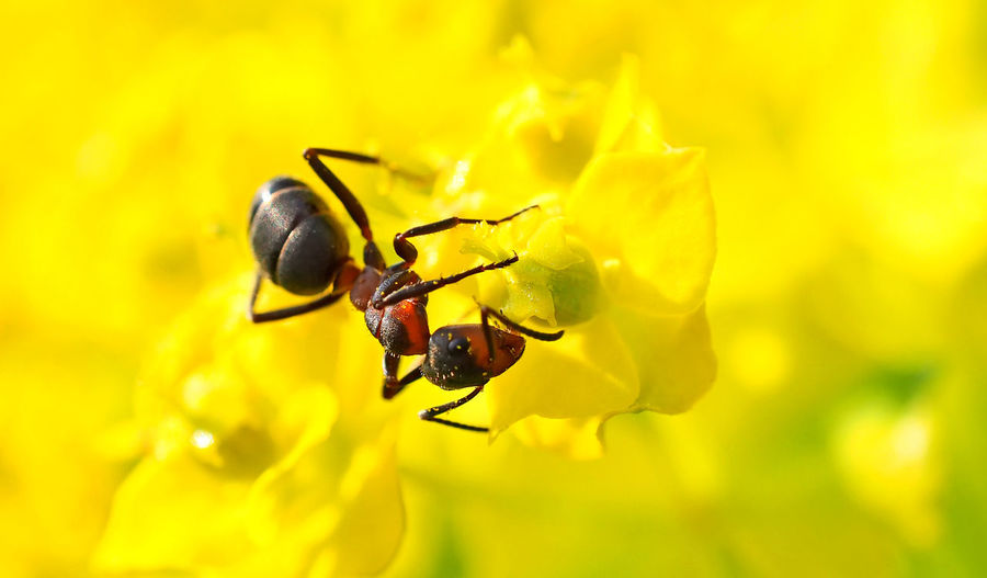 Close-up of ant on yellow flower
