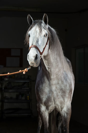 Portrait of horse at stable