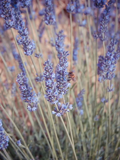 Close-up of bee on lavender