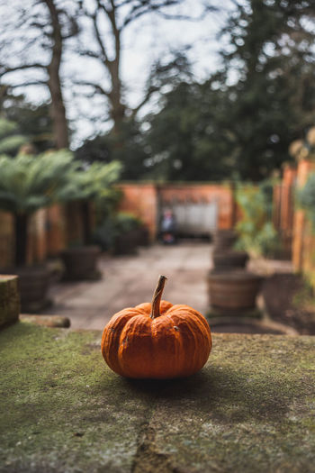 Close-up of pumpkin on wall during autumn