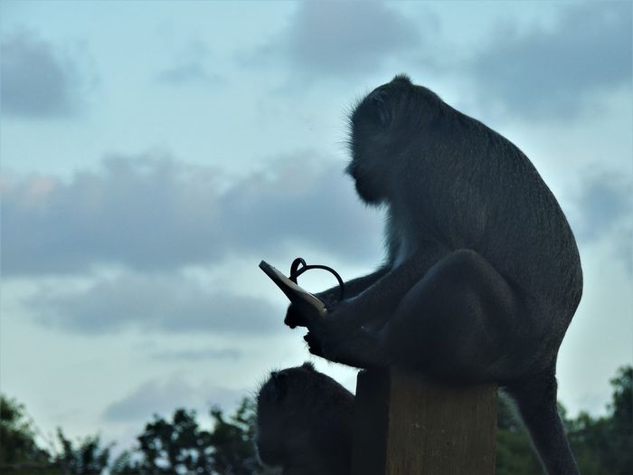Low angle view of monkey on wooden post against sky
