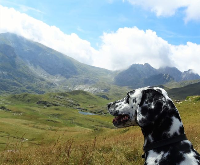 Dalmatian on grassy field looking at mountains against cloudy sky