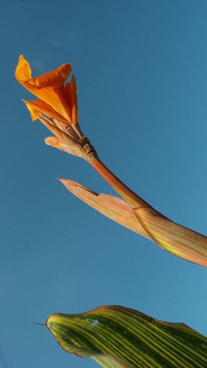 Low angle view of flowering plant against clear blue sky